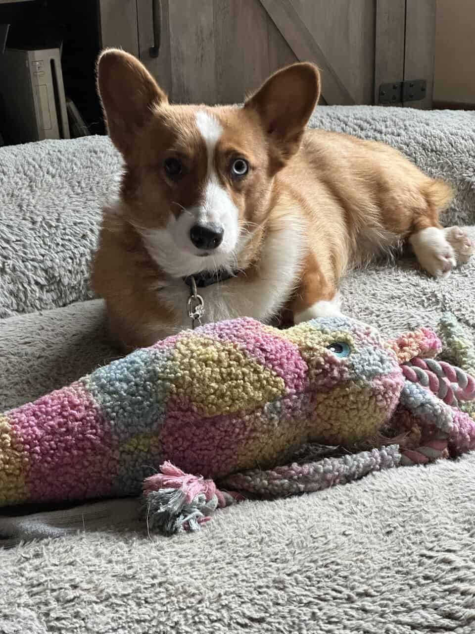 Corgi image 4