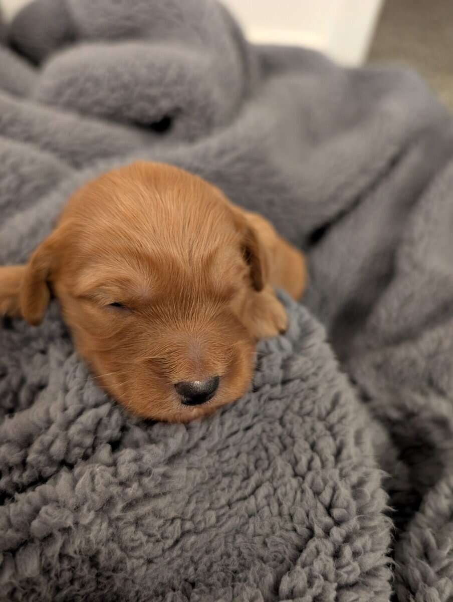 Mini Goldendoodles image 3