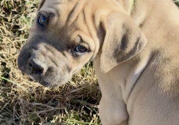 Light Green Collar Fawn
