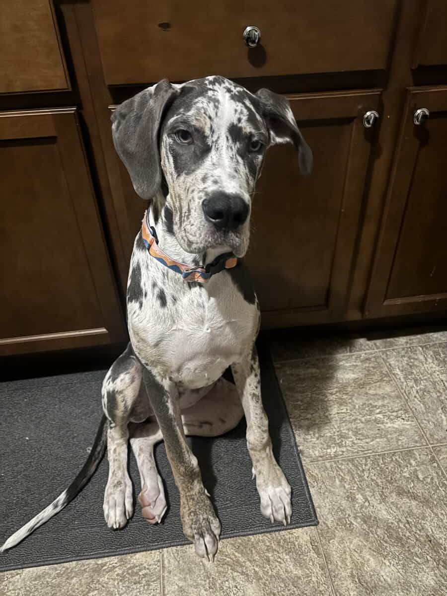 Luna, Great Dane for sale image 4