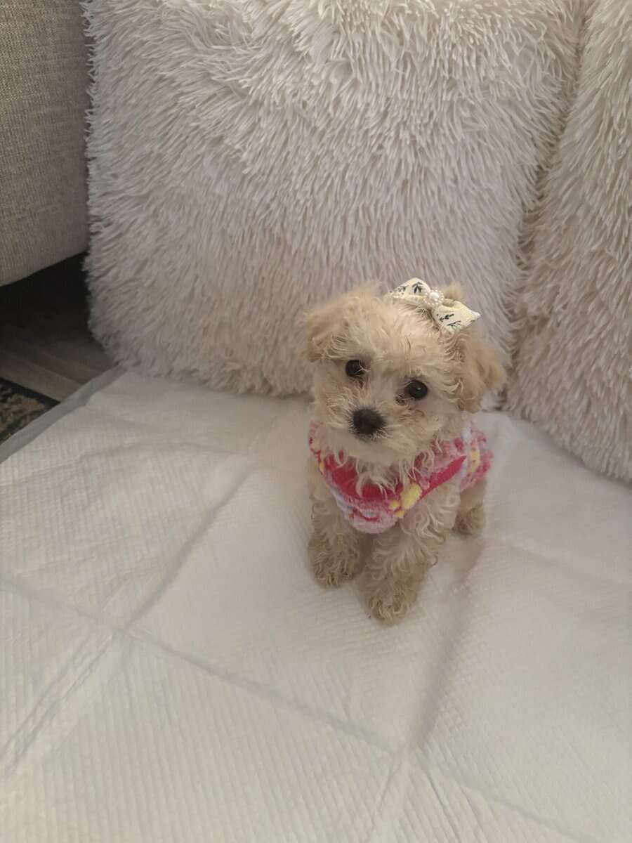 Bichon Puppies image 4