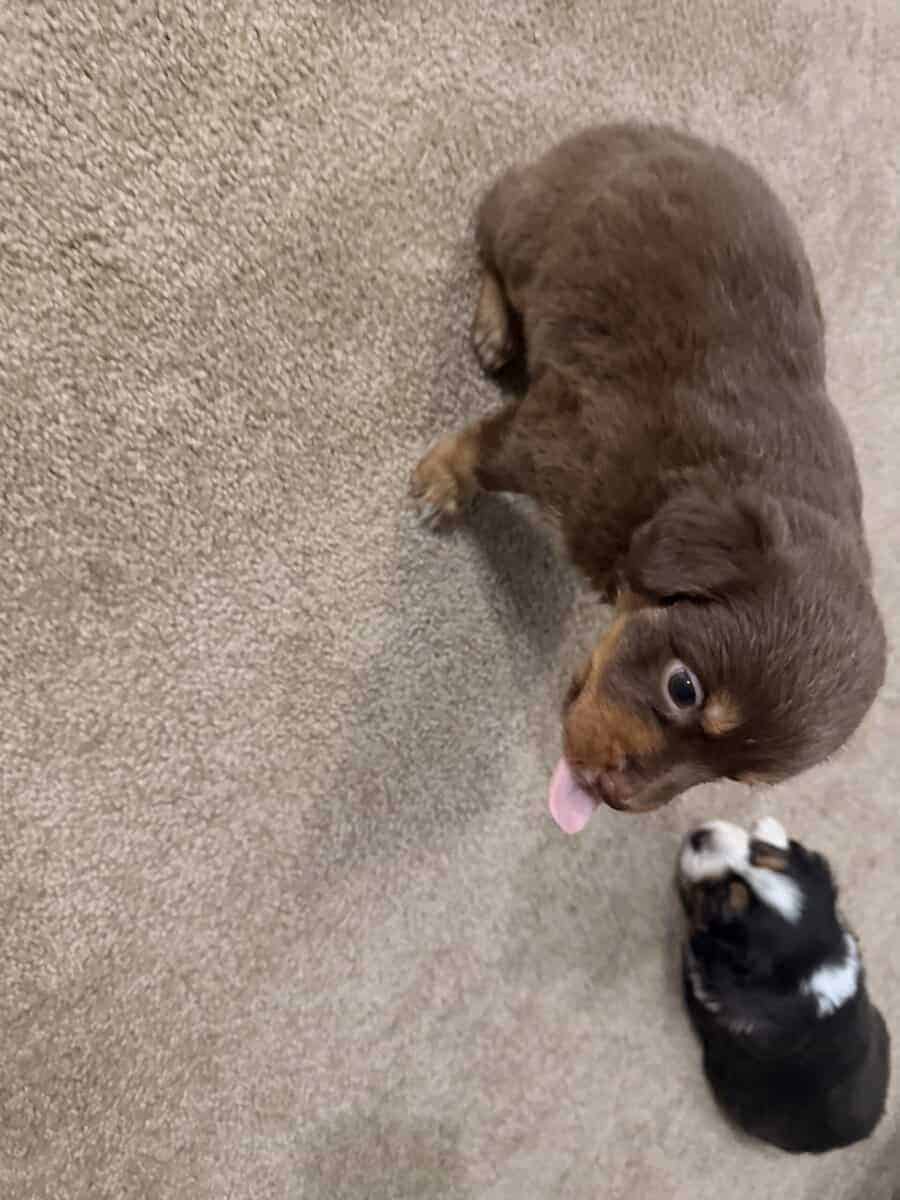 Aussie puppies for Christmas image 1