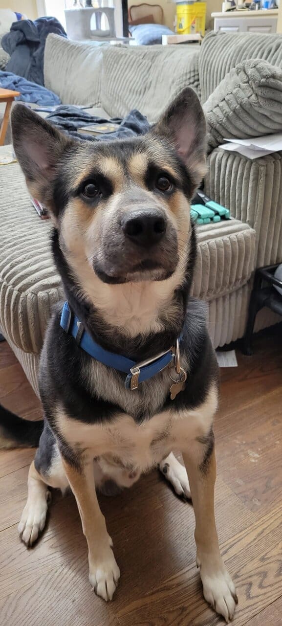 Rehoming Sweet German Shepherd Mix image 4
