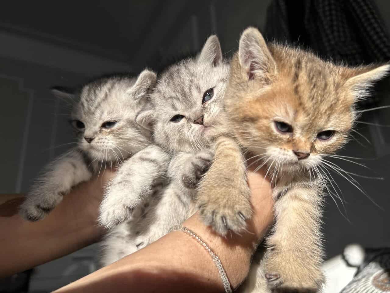 Scottish kittens image 5