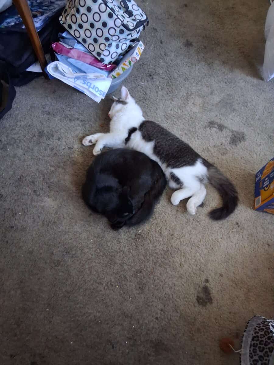 KITTENS IN NEED OF LOVING HOME image 1