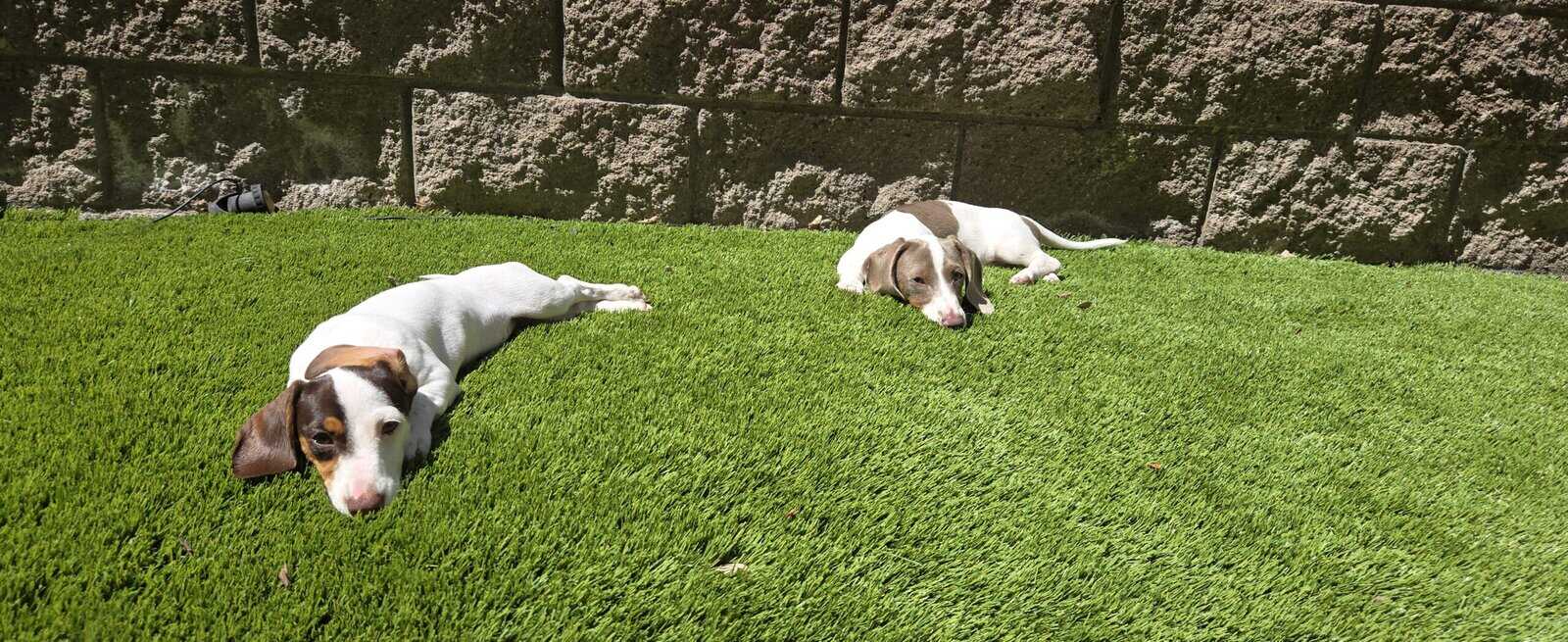 Miniature dachshunds pet puppy - $2,500 image 3