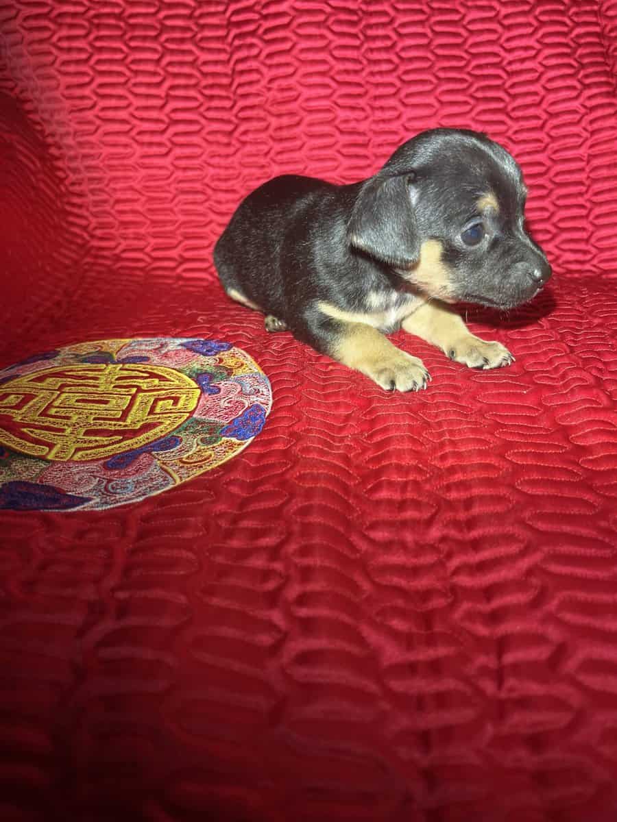 Chihuahua Puppies image 6