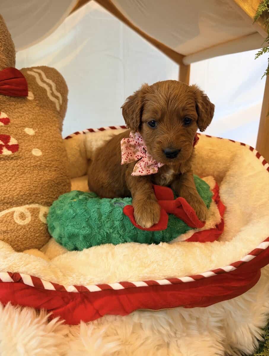 mini golden doodle puppies for sale image 3