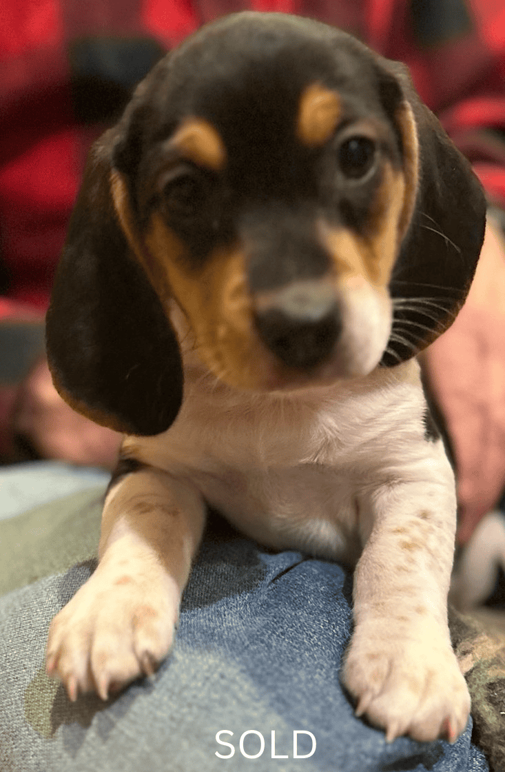 Beagle puppies (Michigan area) before Christmas image 8