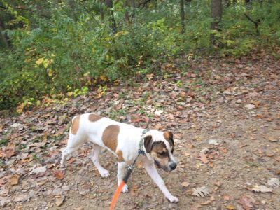 Mastiff looking for new caring home.