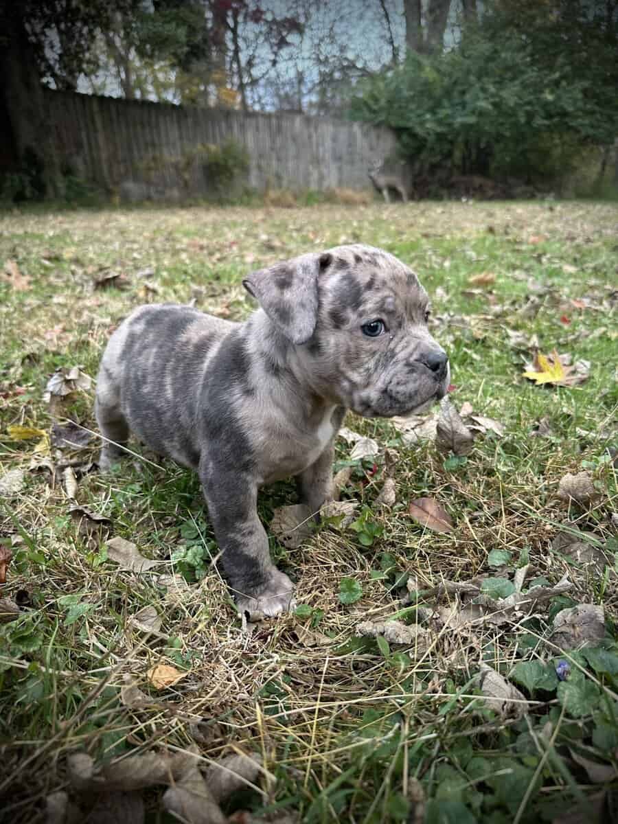 Maverick (Champion Bloodline) image 2