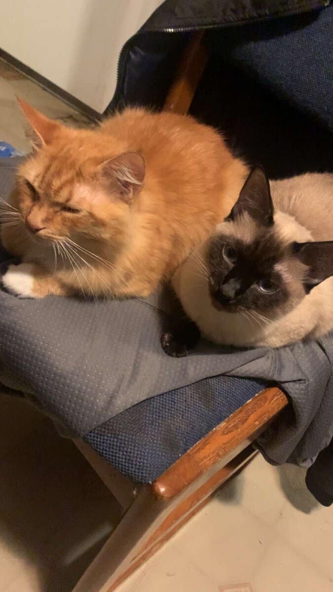 Siamese - Mix image 5