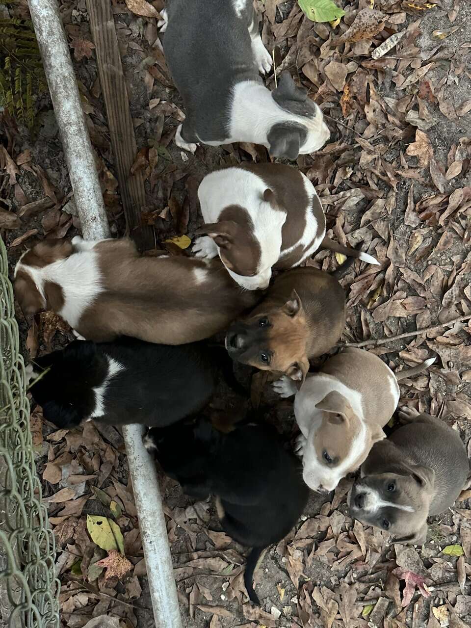 Puppy 7 image 1