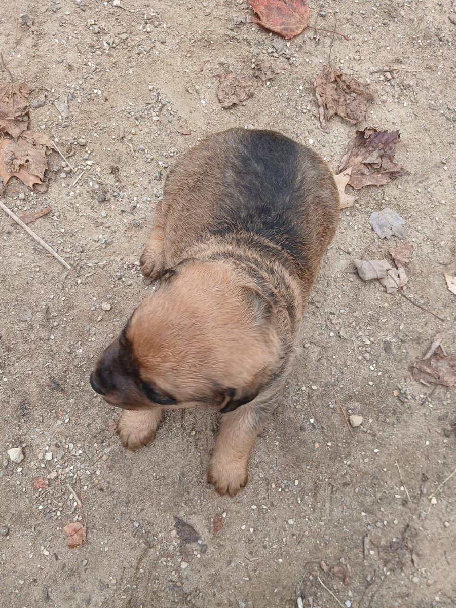 Rottie/Chessie Puppy image 2