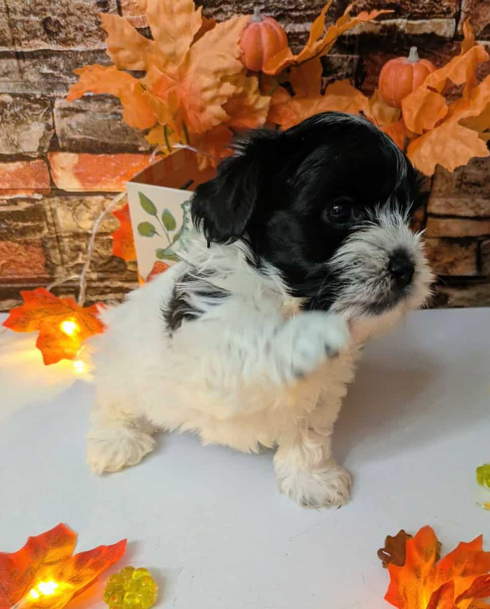 Maltipoo Puppies , Ready to Go image 7