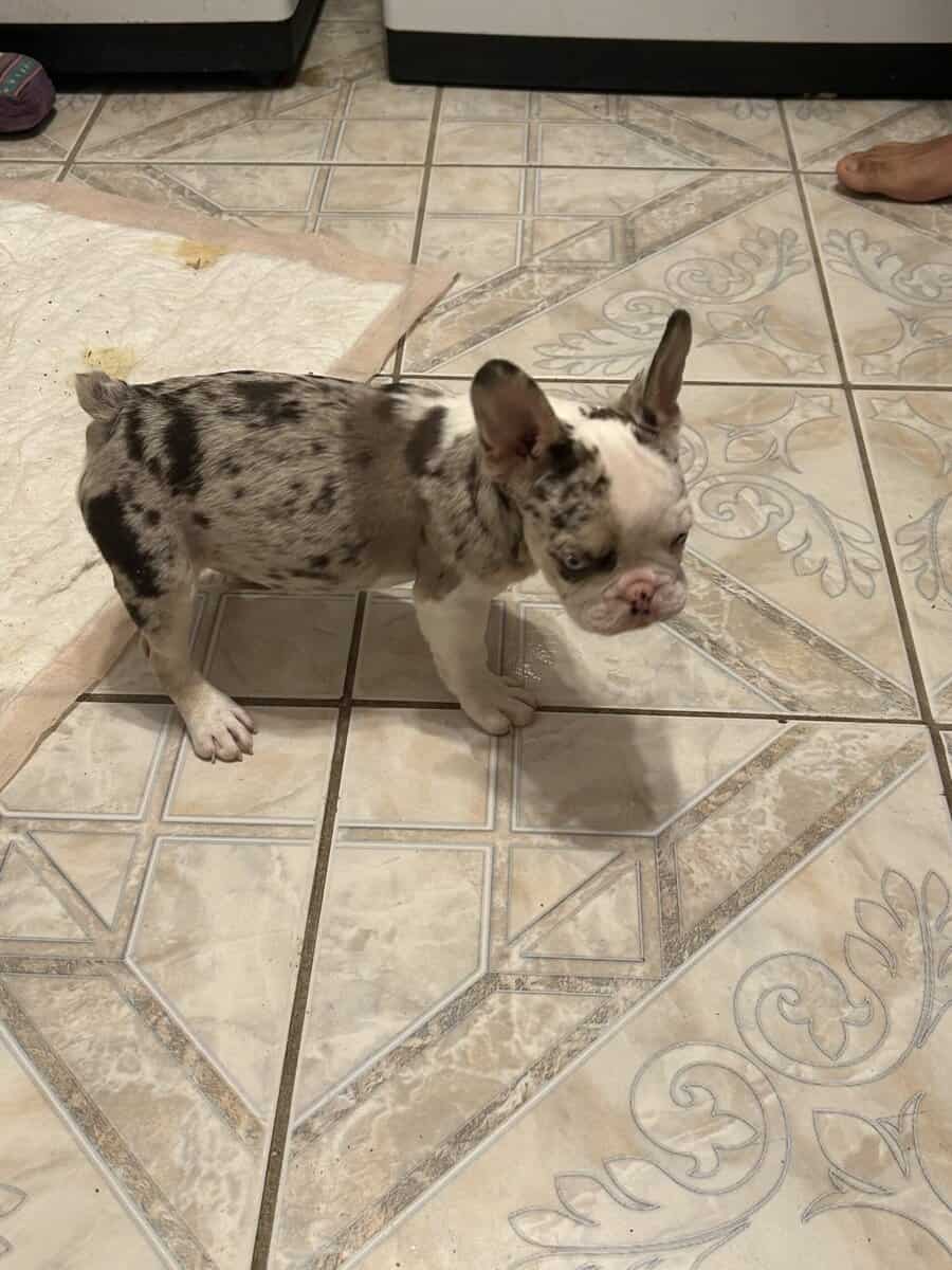Frenchies image 2