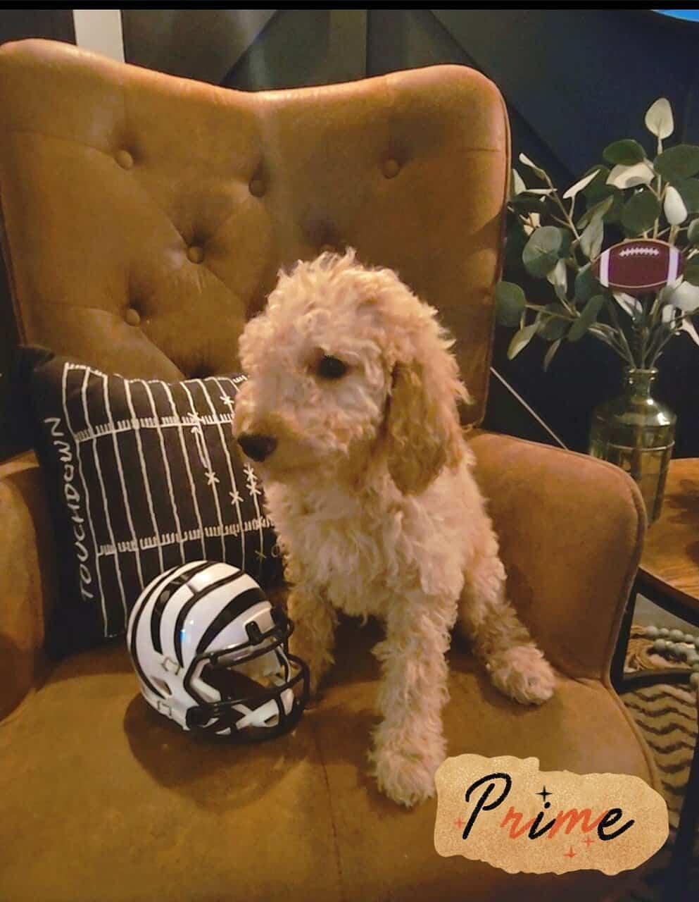 Good As Goldendoodles image 1