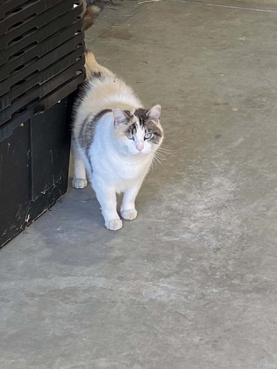 Barn Cats image 2