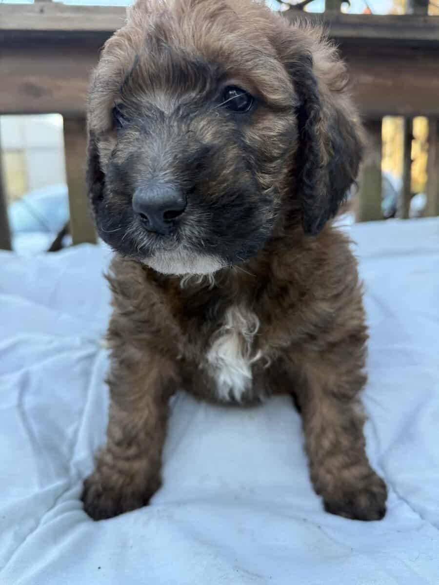 Saint Berdoodle image 1