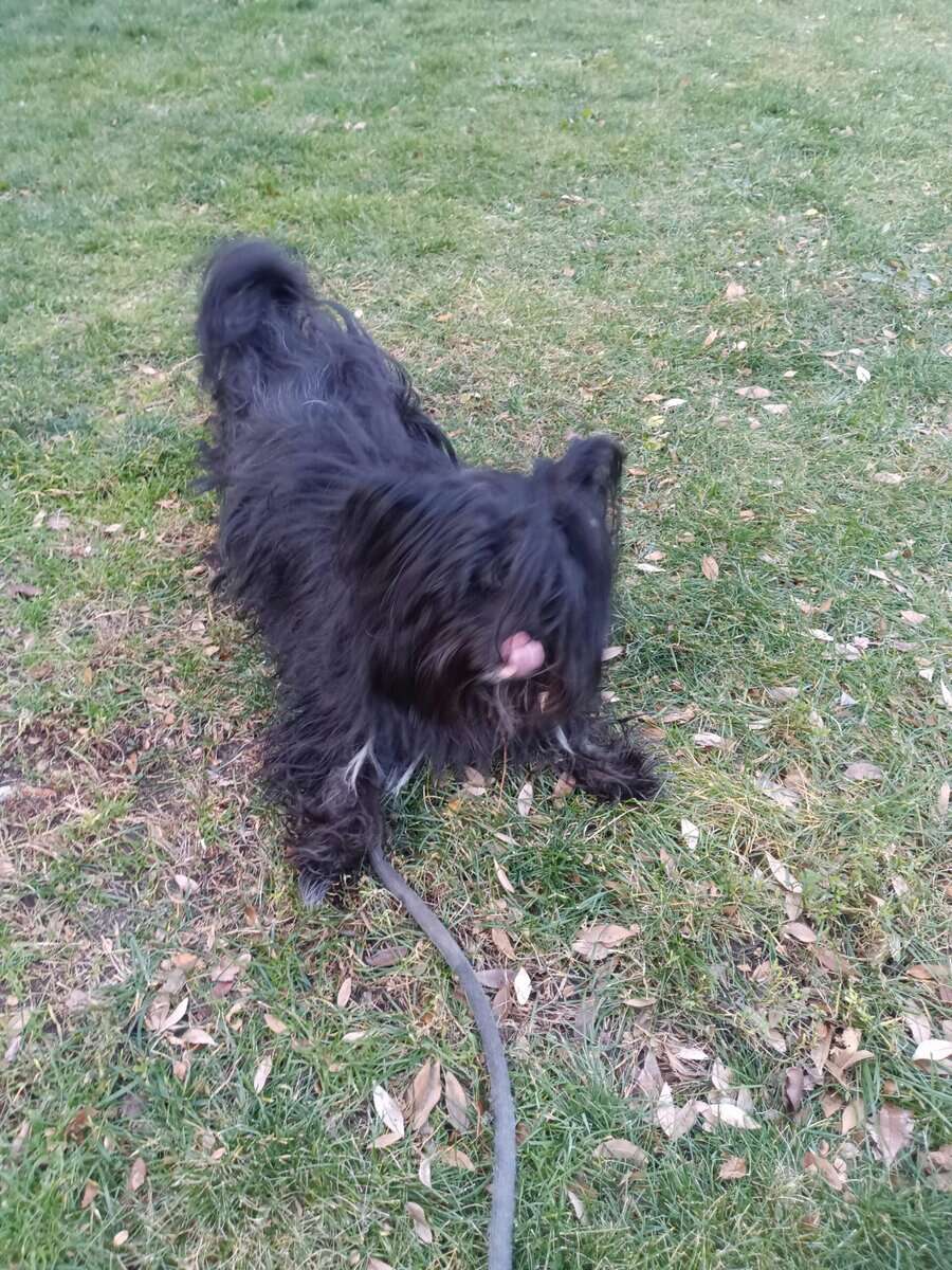 Pup needs loving home image 1