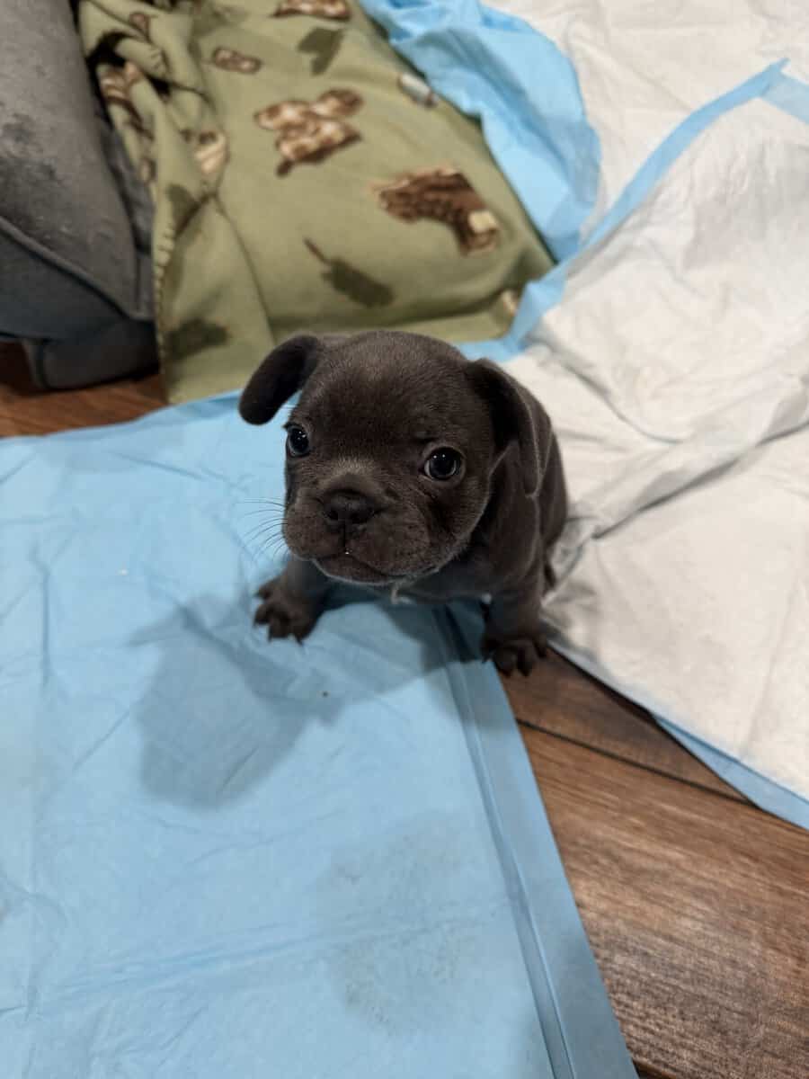 AKC French Puppys image 1