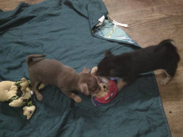 Adorable Chihuahua- pom cross puppies image 2