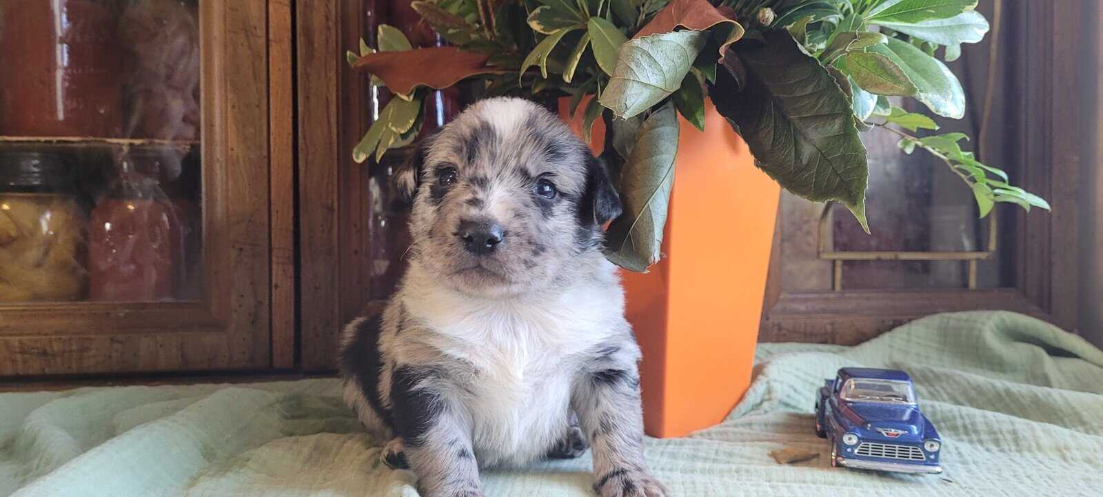Aussie Puppies image 9