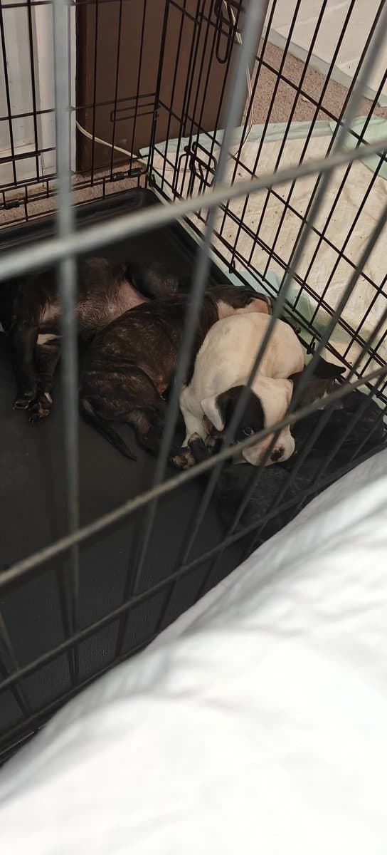 Frenchie bully hybrid image 2