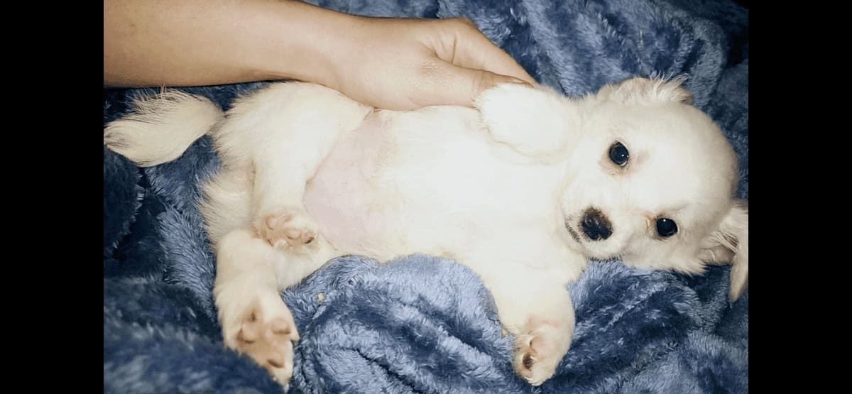 Pure white long hair chihuahua female image 1