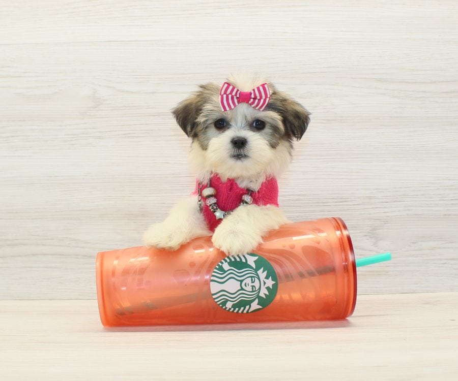 Shorkie Puppies For Sale image 7