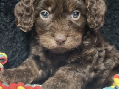 Scotty Male Cavapoo