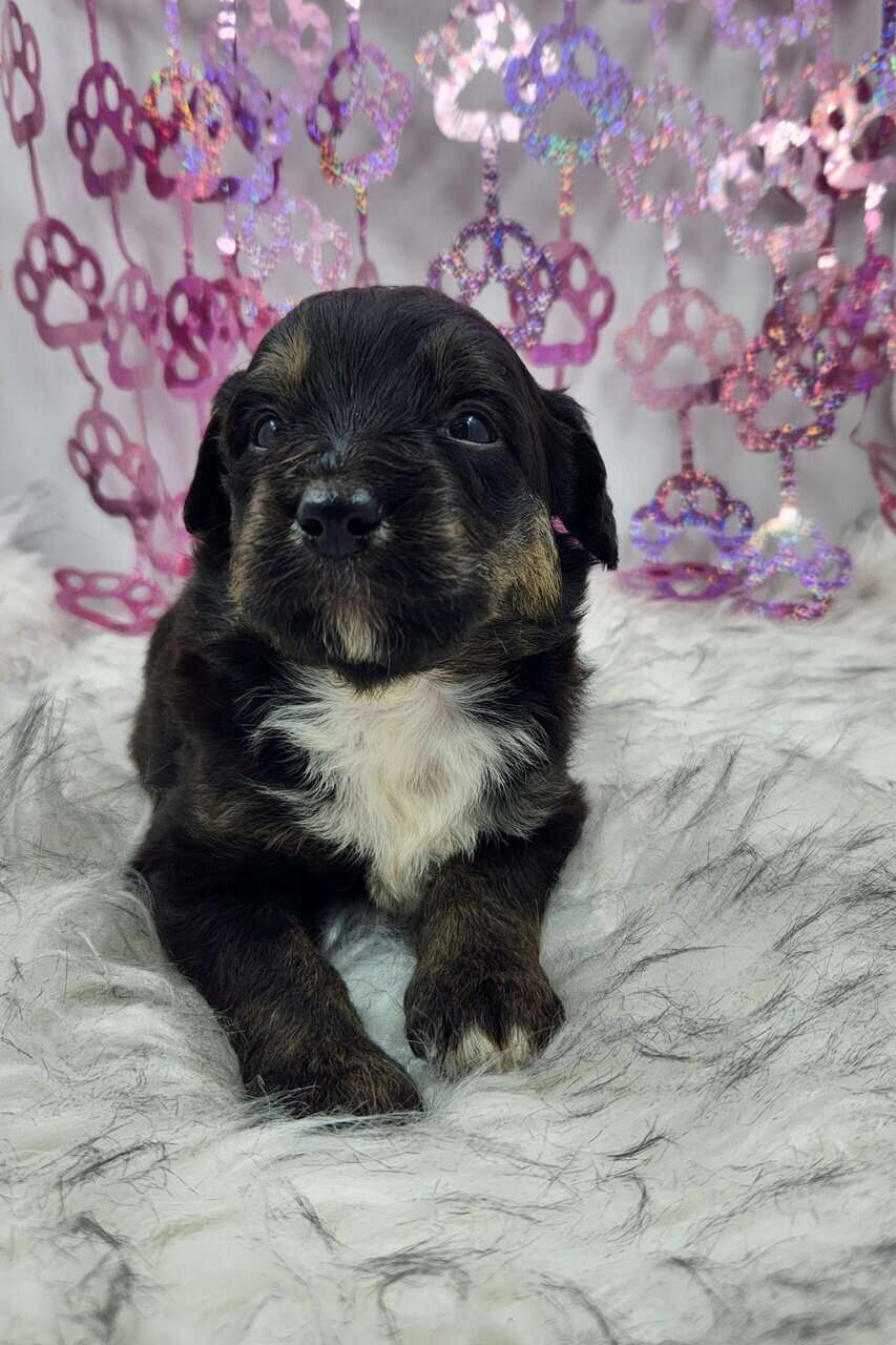 6 Mini Aussidoodles image 8