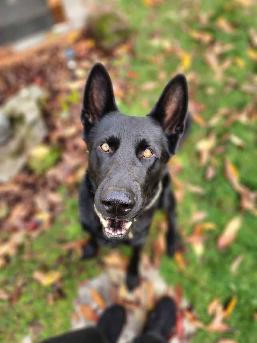 Black German Shepherd Shadow image 4