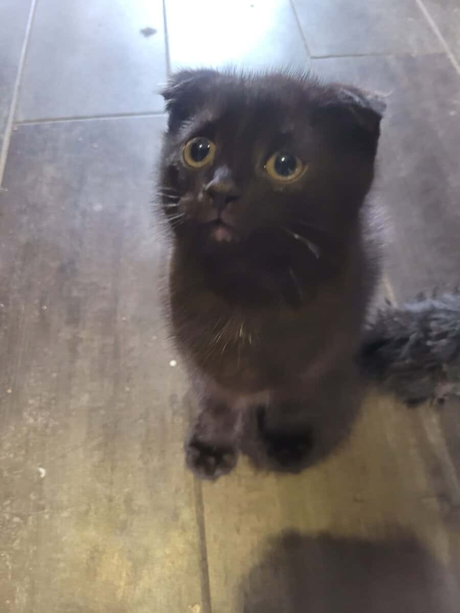 Scottish Fold kitten image 1