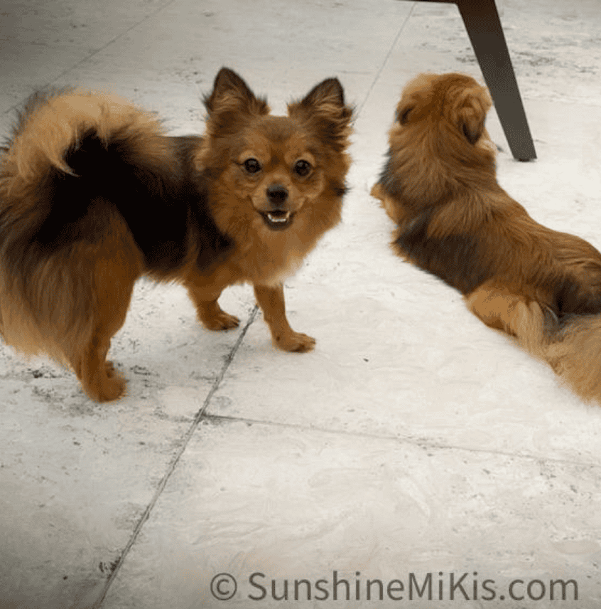 UKC, Purebred Mi-Ki Neutered Young Adult Male image 1