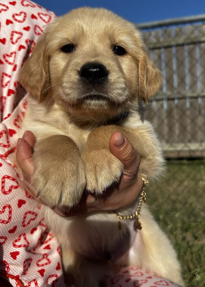 Golden Retriever Puppies image 8