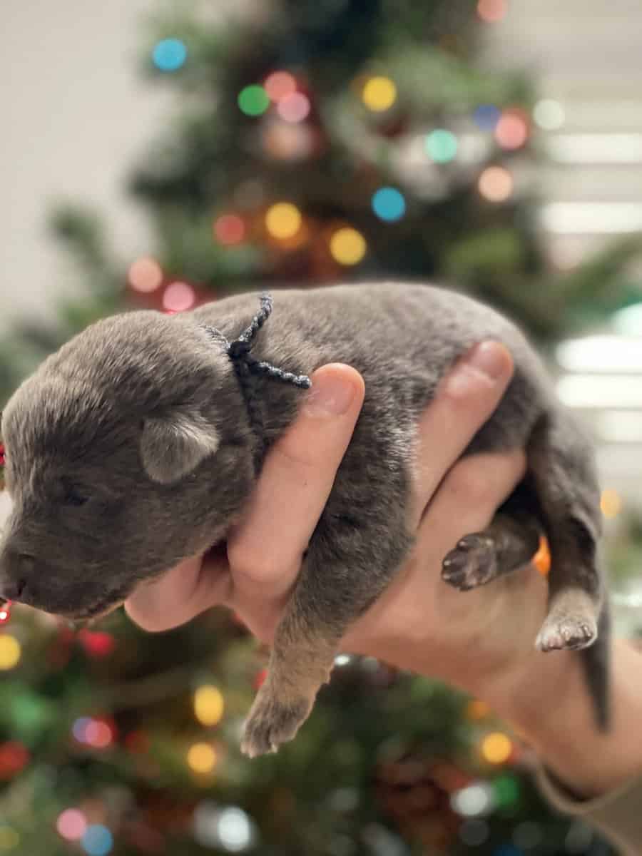 AKC Registered German Shepherd Puppies — 9 Availab image 8