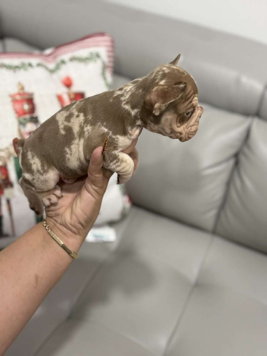 French bulldog for sale image 2