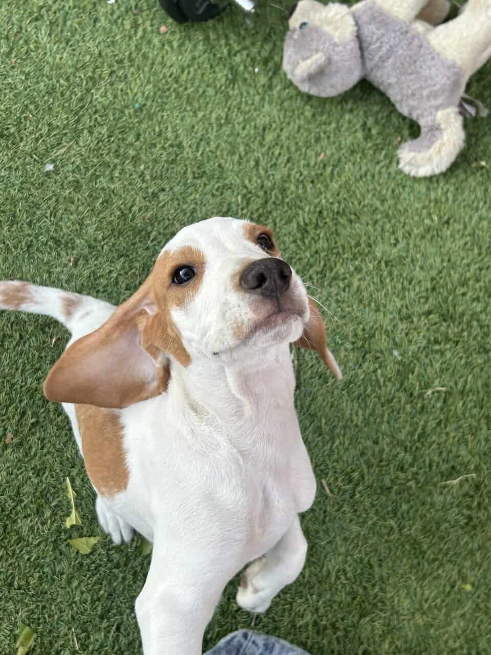 Beagle puppy image 2