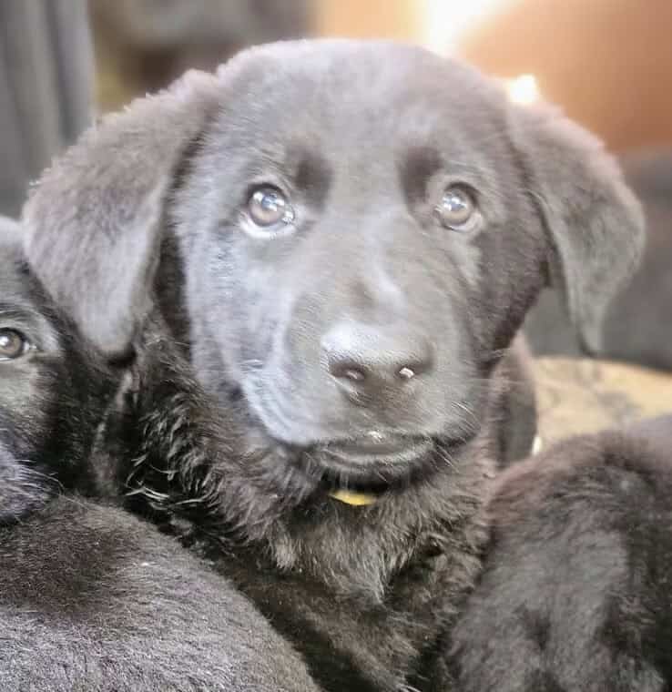 GSD-GOODLEDOODLE image 1