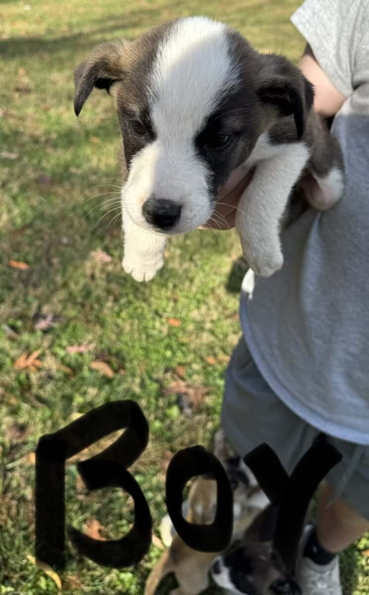 Siberian husky pit puppies image 7