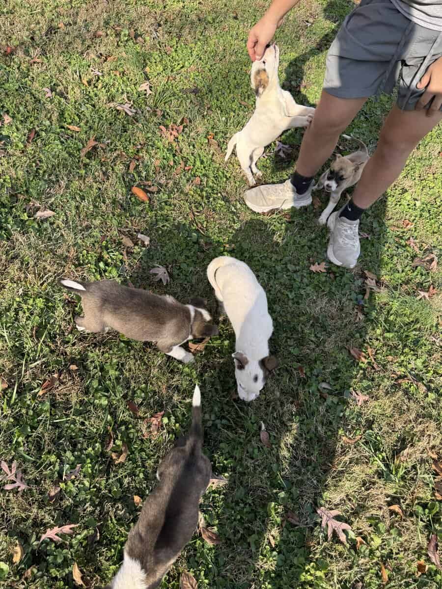 Siberian husky pit puppies image 1