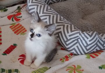 Ragdoll Male, Seal point bi-color