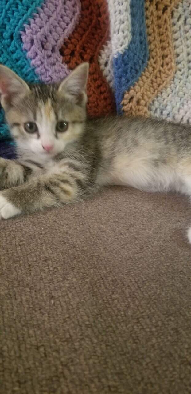 Kittens for sale! image 6