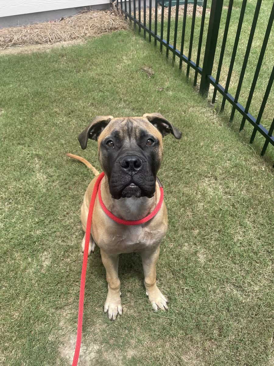 BullMastiff image 1