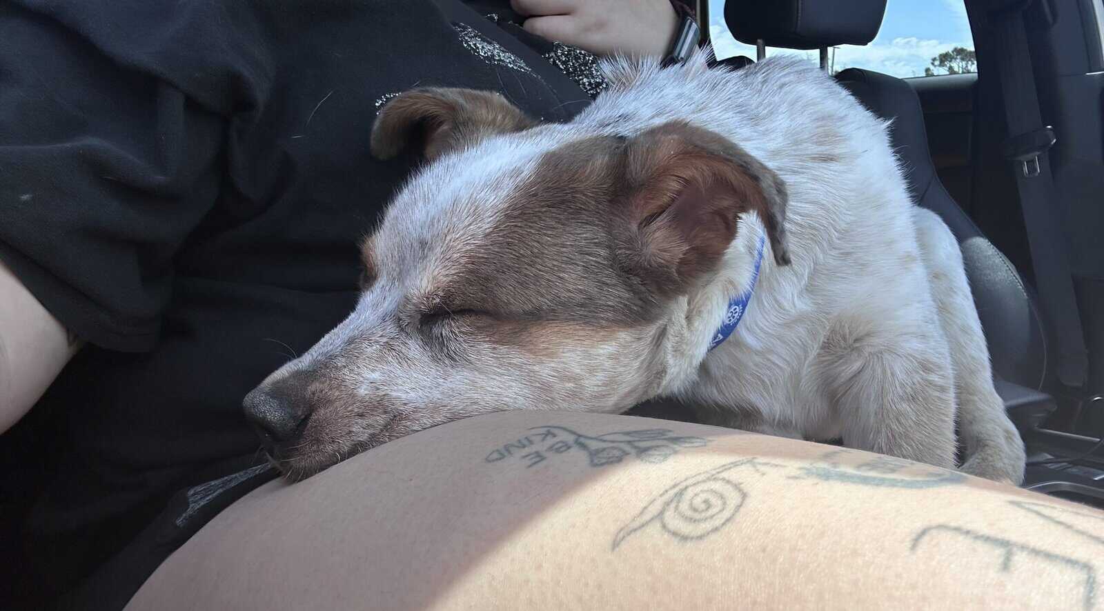 Rehoming young male red heeler mix image 4