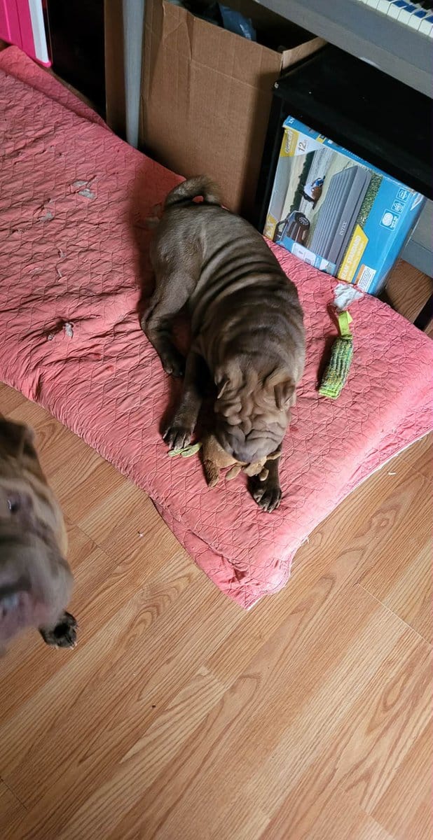 Shar Pei Puppy Male image 2