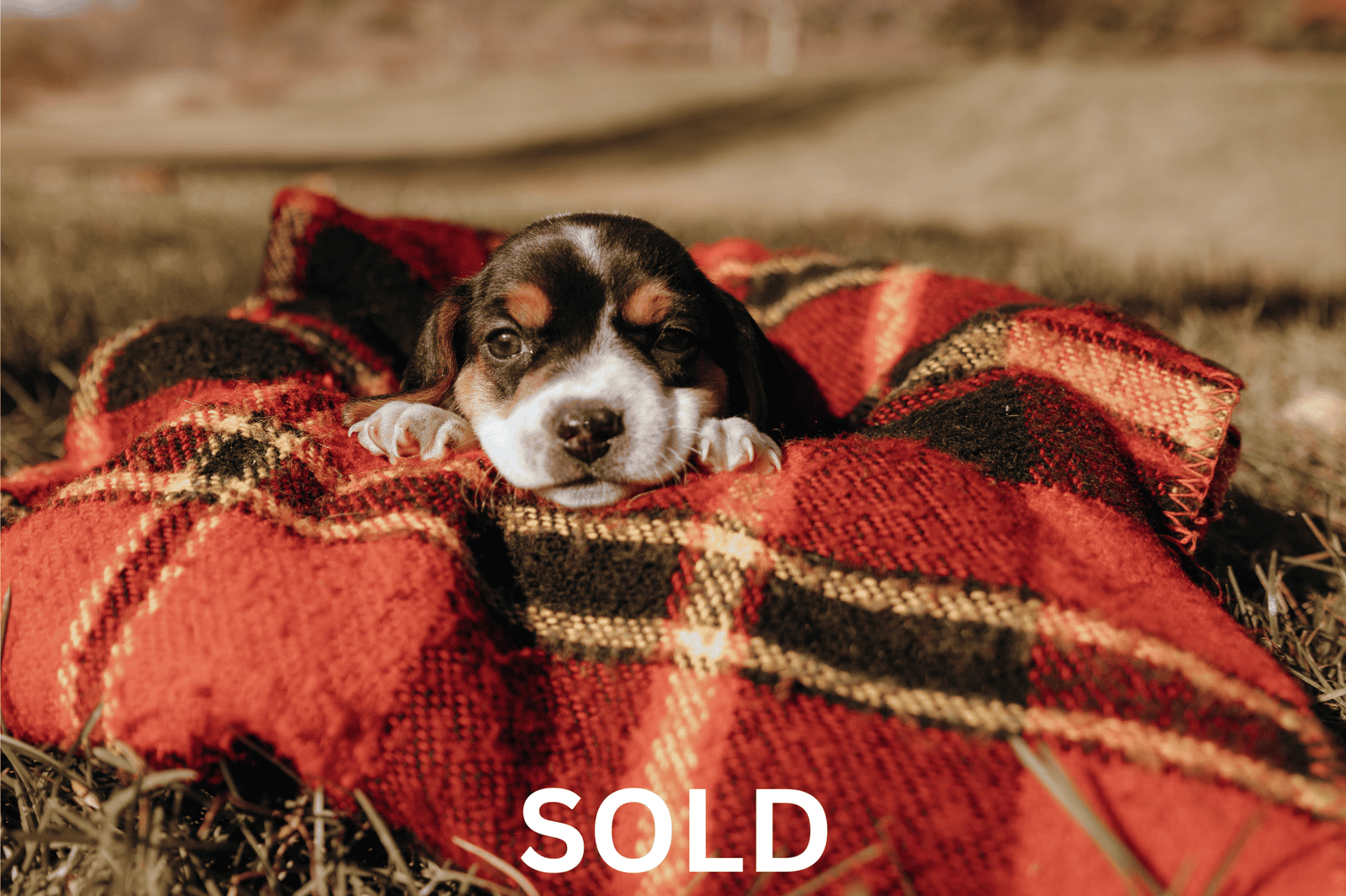 Beagle puppies (Michigan area) before Christmas image 6