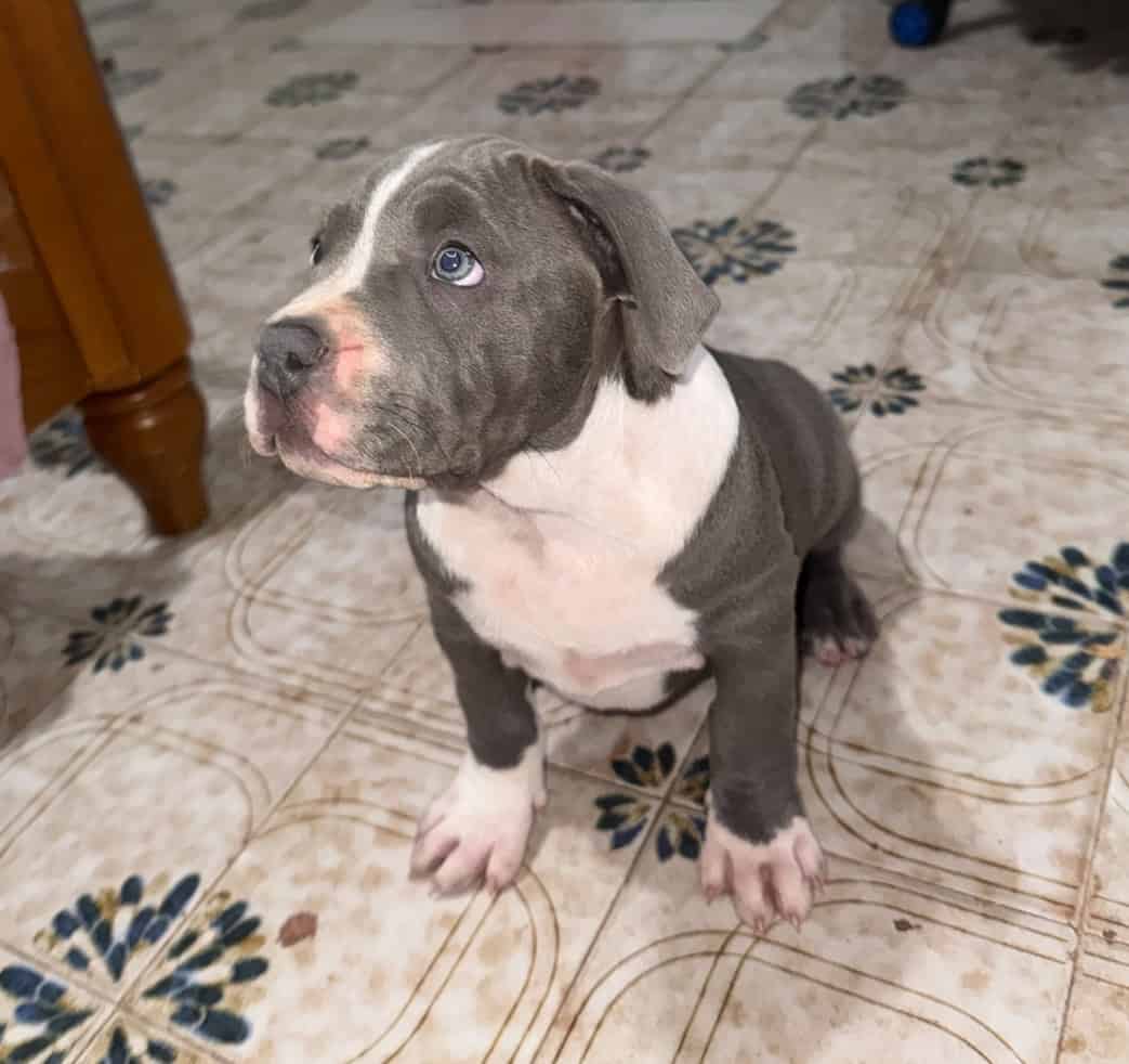 XL Bully Puppy For Sale Available in Miami image 6