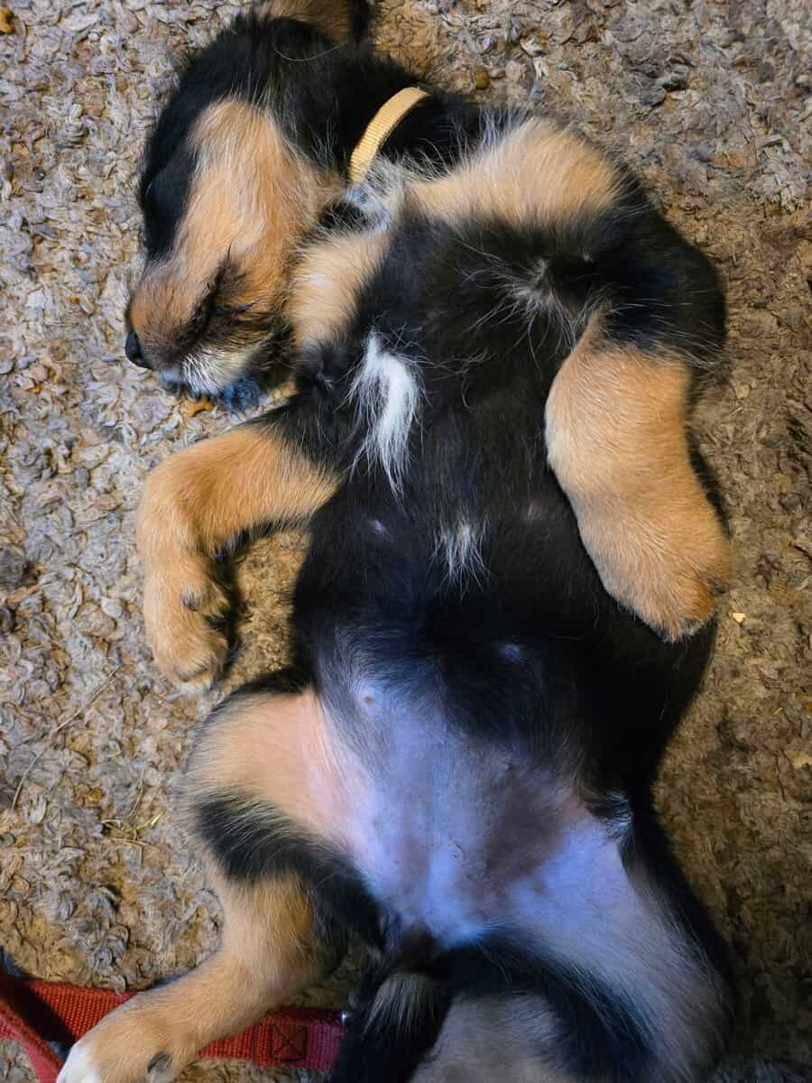 Berniedoodle mix puppies image 3